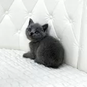 ブリティッシュショートヘア【鹿児島県・女の子・2025年8月4日・ブルータビー】の写真4