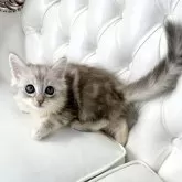 サイベリアン【鹿児島県・男の子・2025年4月16日・シルバータビー】の写真5