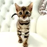 ベンガル【鹿児島県・女の子・2025年1月25日・ブラウンスポテッドタビー(ロゼット)】の写真5