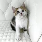 スコティッシュフォールド(立ち耳)【鹿児島県・女の子・2025年10月17日・ブラウントービー&ホワイト】の写真5