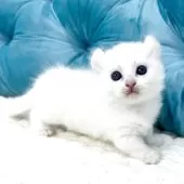 キンカロー【鹿児島県・女の子・2025年9月18日・ホワイト】の写真6