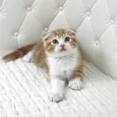 スコティッシュフォールド(折れ耳)【鹿児島県・男の子・2025年10月17日・レッドタビー&ホワイト】の写真6