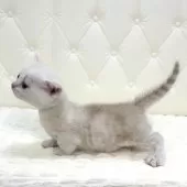 ミヌエット(短足)【鹿児島県・男の子・2025年8月13日・レッドチンチラシルバー】の写真7