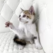 スコティッシュフォールド(立ち耳)【鹿児島県・女の子・2025年10月17日・ブラウントービー&ホワイト】の写真7