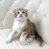 スコティッシュフォールド(折れ耳)【鹿児島県・男の子・2025年10月17日・レッドタビー&ホワイト】の写真7