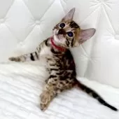 ベンガル【鹿児島県・女の子・2025年7月14日・ブラウンスポテッドタビー(ロゼット)】の写真8