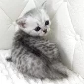 ミヌエット(長足)【鹿児島県・女の子・2025年8月13日・シルバートービー】の写真8