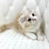 スコティッシュフォールド(折れ耳)【鹿児島県・女の子・2025年8月24日・レッドタビーアンドホワイト】の写真8