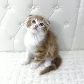 スコティッシュフォールド(折れ耳)【鹿児島県・男の子・2025年10月17日・レッドタビー&ホワイト】の写真8