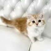 スコティッシュフォールド(立ち耳)【鹿児島県・女の子・2025年3月3日・レッドタビーアンドホワイト】の写真8