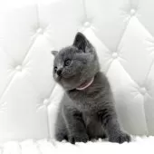 ブリティッシュショートヘア【鹿児島県・女の子・2025年8月4日・ブルータビー】の写真8