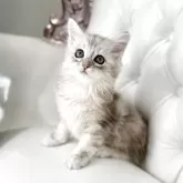 サイベリアン【鹿児島県・男の子・2025年4月16日・シルバータビー】の写真9