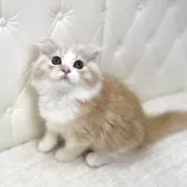 スコティッシュフォールド(折れ耳)【鹿児島県・女の子・2025年8月24日・レッドタビーアンドホワイト】の写真9