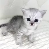 ミヌエット(長足)【鹿児島県・女の子・2025年8月13日・シルバートービー】の写真9