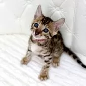 ベンガル【鹿児島県・女の子・2025年7月14日・ブラウンスポテッドタビー(ロゼット)】の写真9