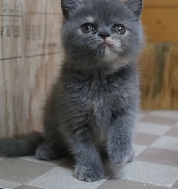 ID：2006-01940の子猫