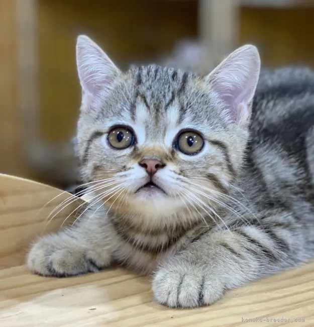 ID：2111-02100の子猫