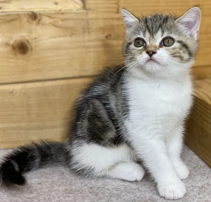 ID：2111-01383の子猫