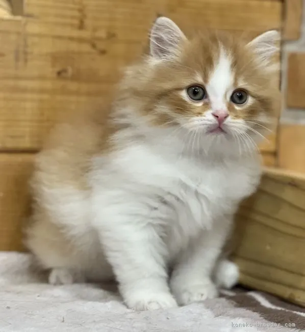 ID：2203-01633の子猫