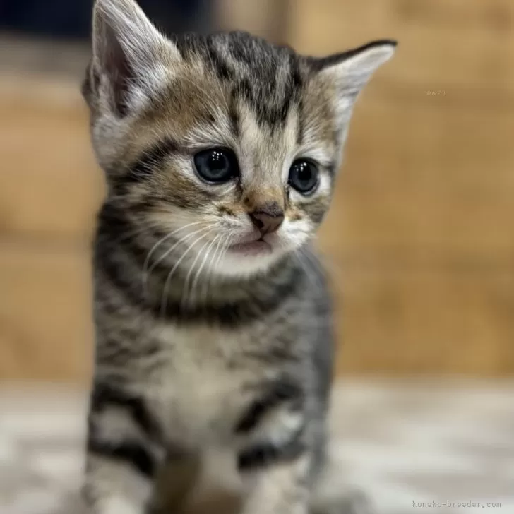 ID：2405-00927の子猫