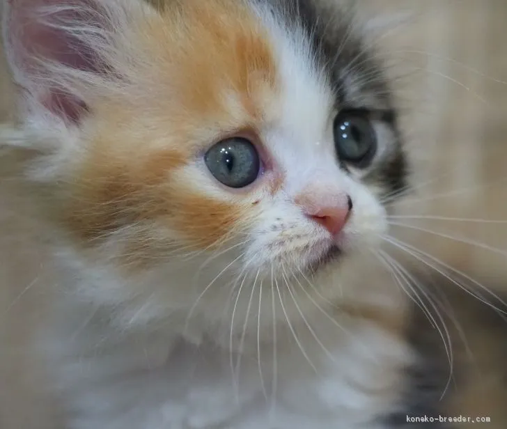 ID:2009-01423の子猫