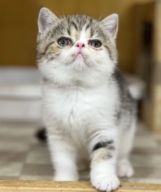 ID:2204-03046の子猫