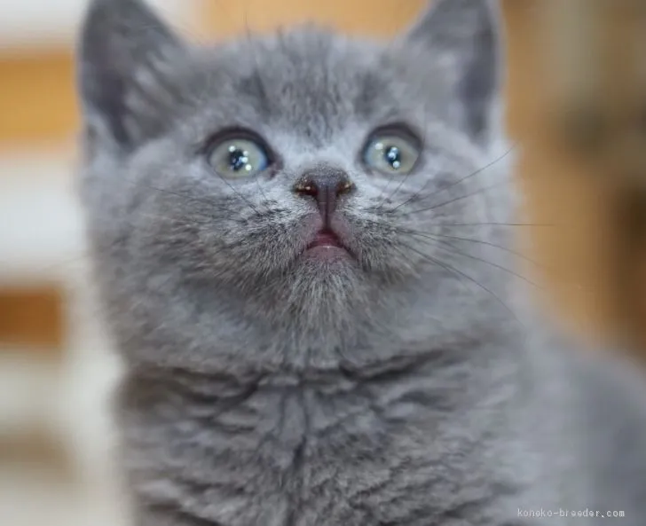 ID：2101-00994の子猫