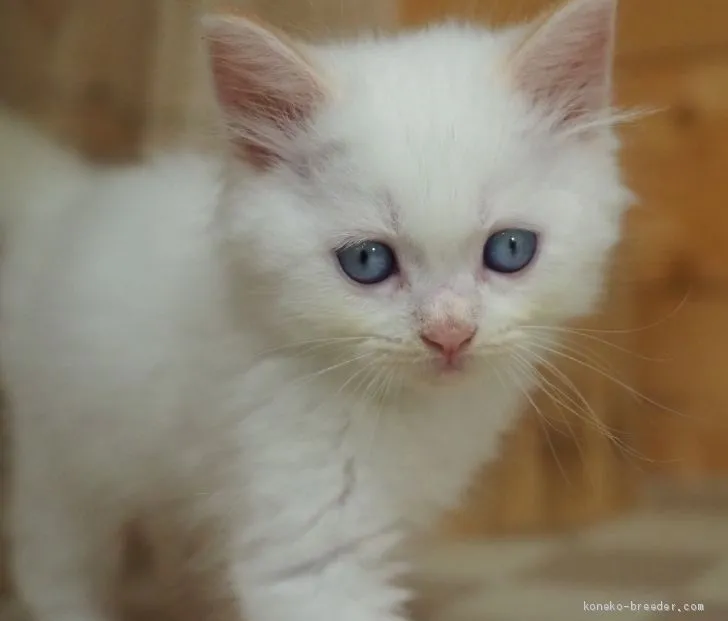 ID:2009-01841の子猫