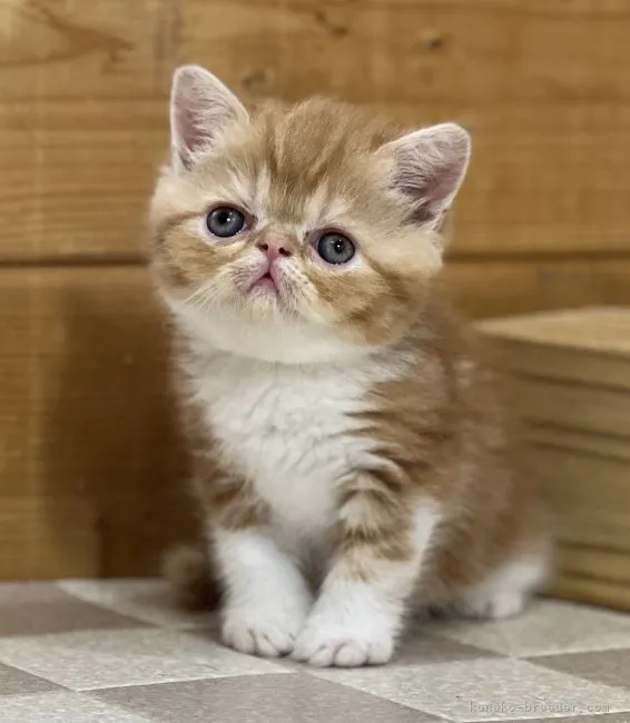 ID：2206-00449の子猫