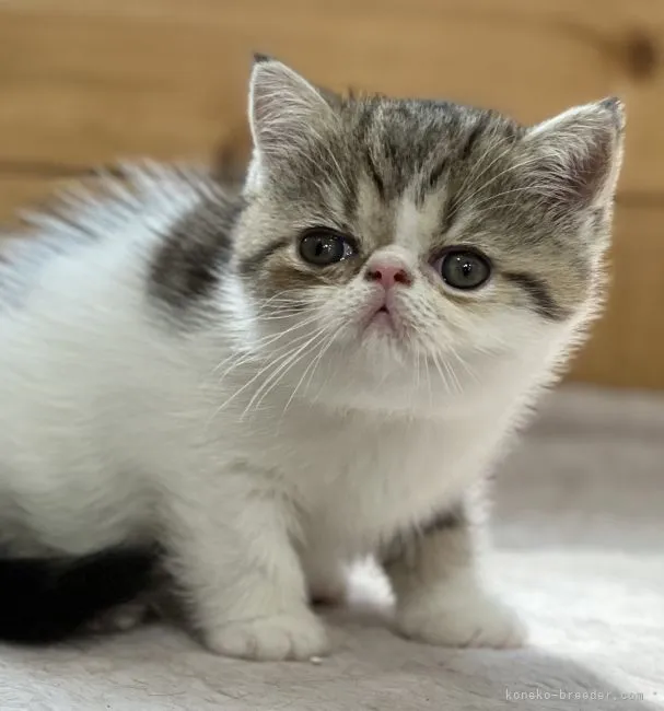 ID：2204-01081の子猫