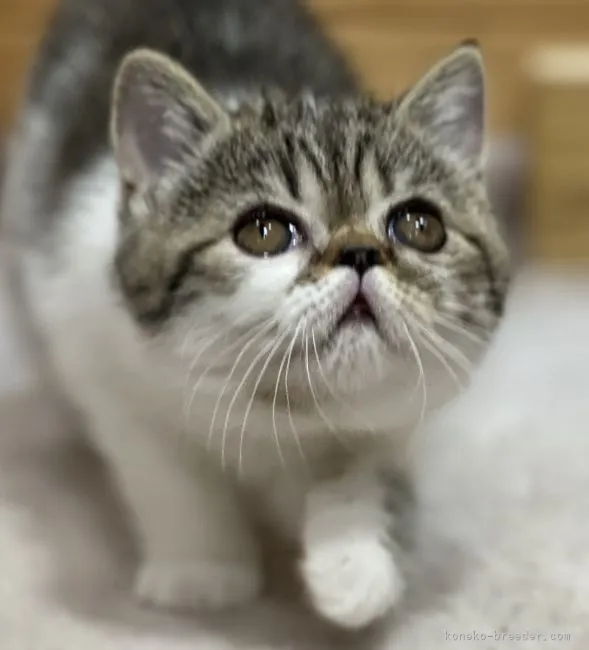 ID：2204-03080の子猫