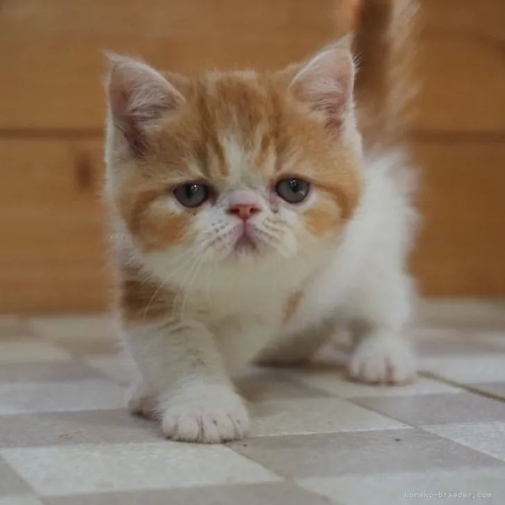 ID：2309-01089の子猫