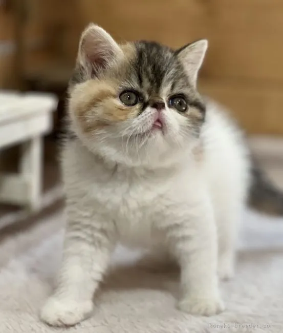 ID：2204-01084の子猫