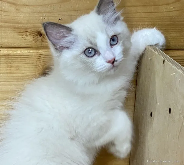 ID：2107-01313の子猫