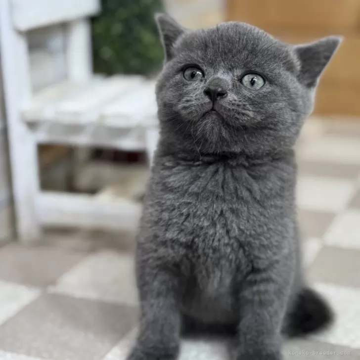 ID：2410-02743の子猫