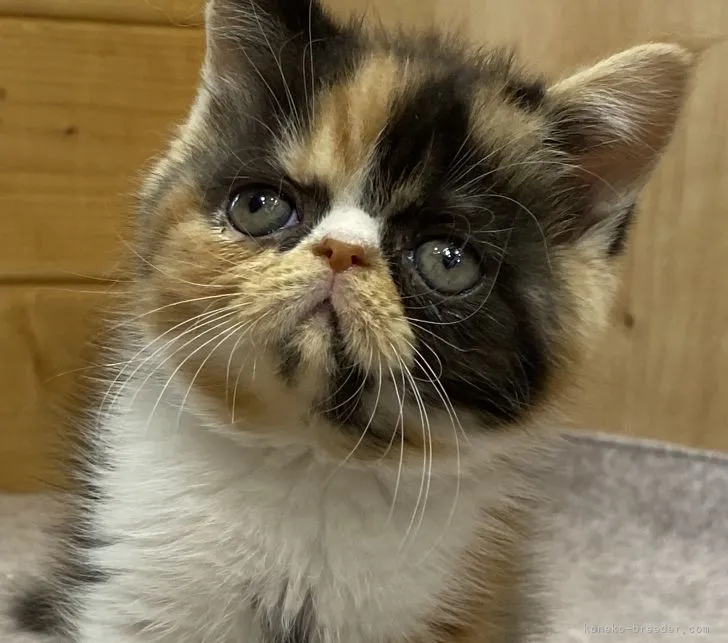 ID:2112-00508の子猫