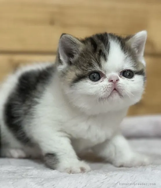 ID:2203-00108の子猫