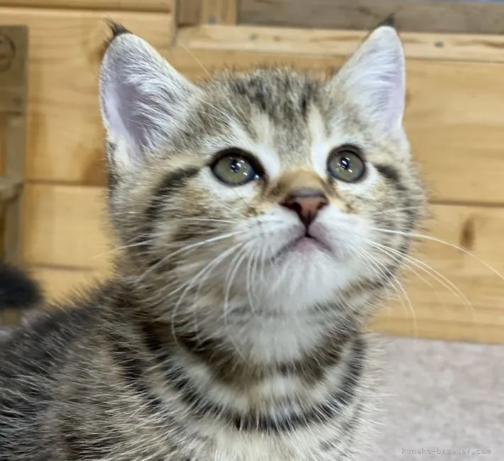 ID:2111-01166の子猫