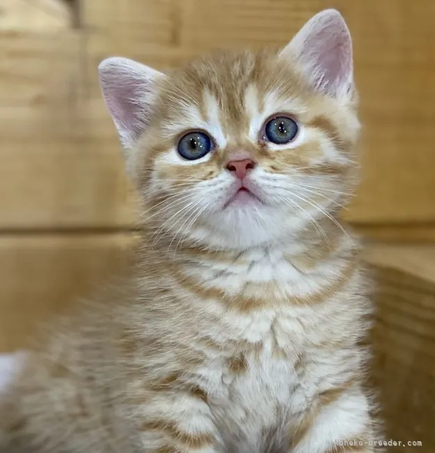 ID：2110-00691の子猫