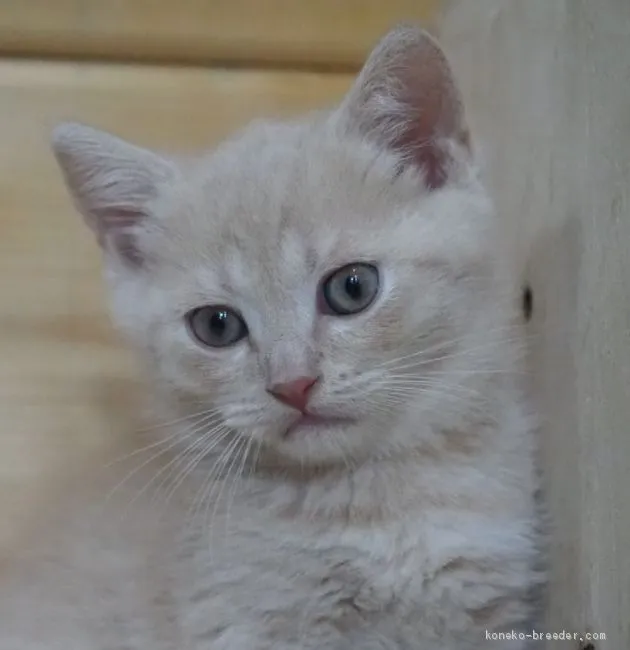 ID:2012-00799の子猫