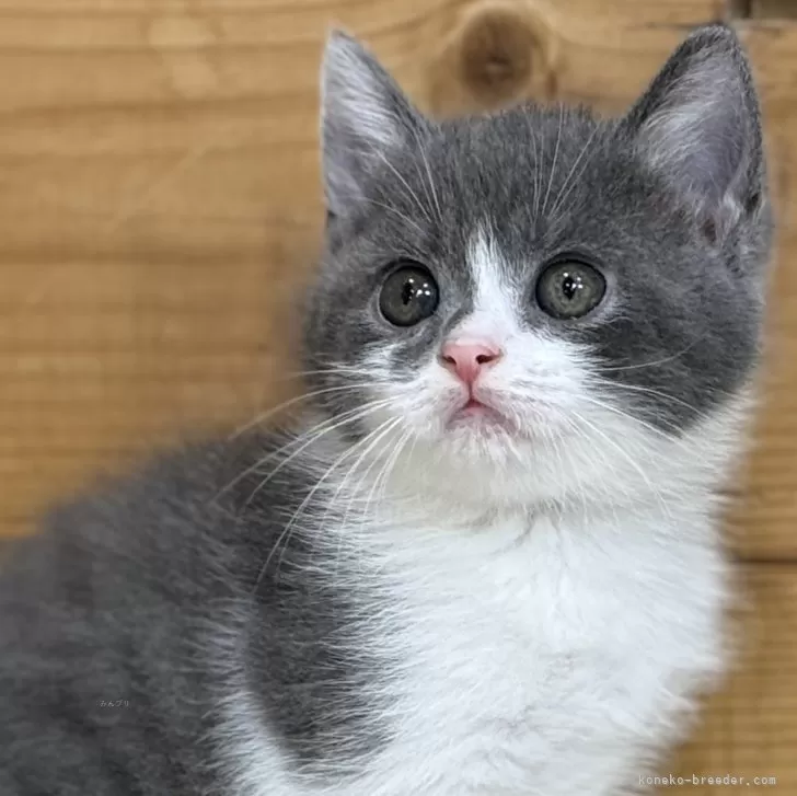 ID:2402-00578の子猫