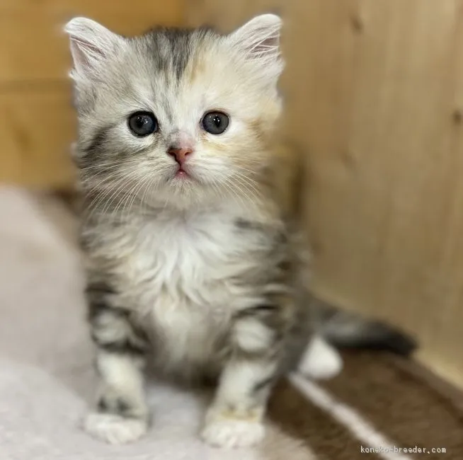 ID：2103-00262の子猫