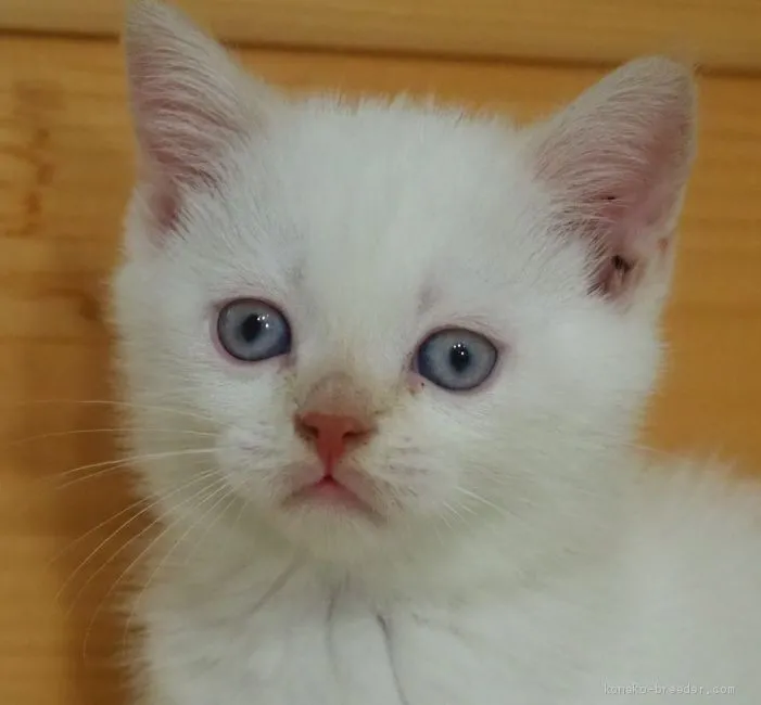 ID:2009-00150の子猫