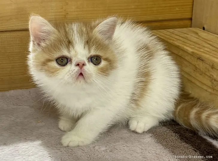 ID:2107-01323の子猫