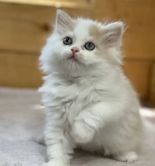 ID:2202-00562の子猫