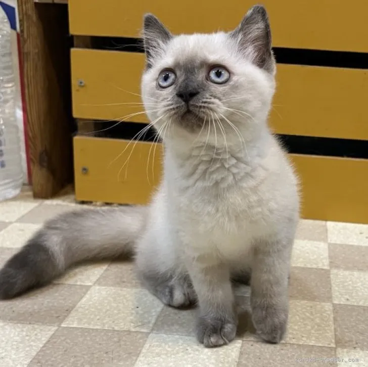 ID：2308-01989の子猫