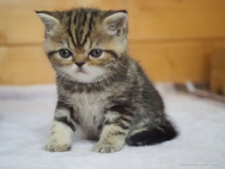 Y.K 様のお迎えした子猫