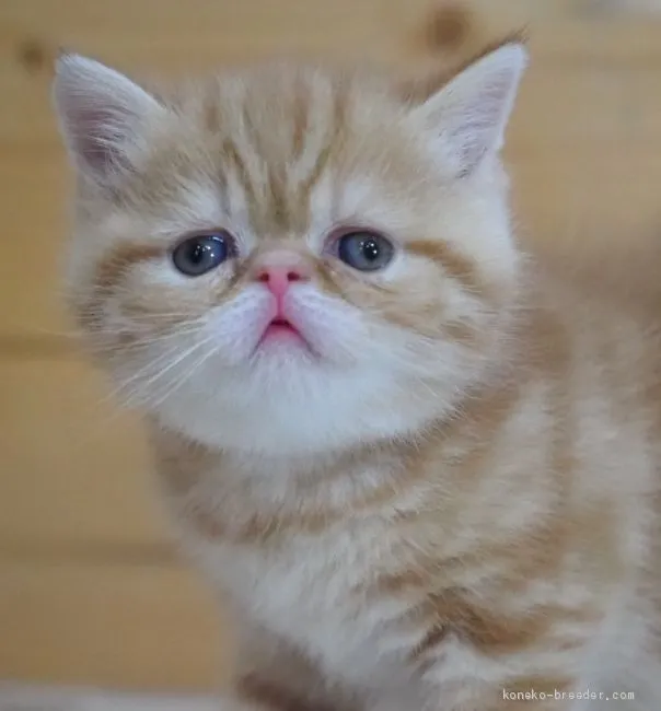 ID:2012-00796の子猫
