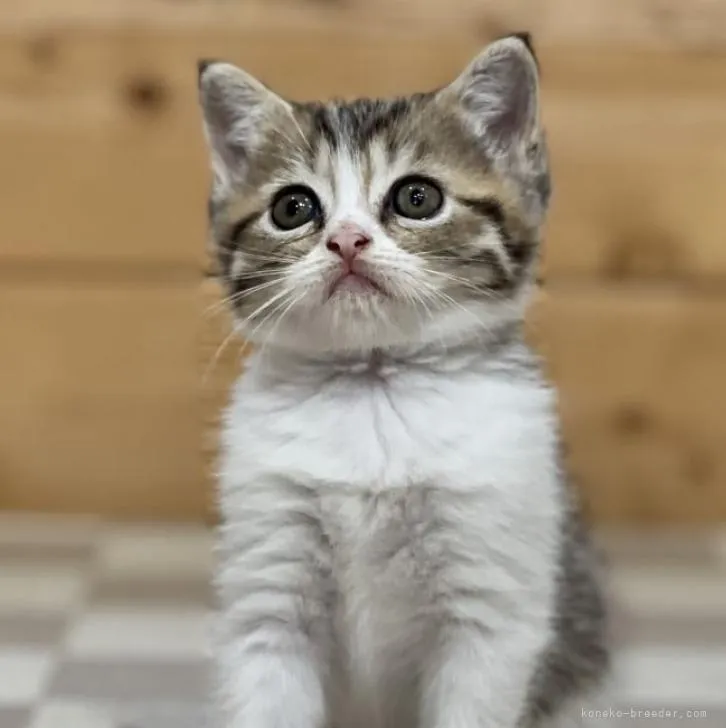 ID：2207-01924の子猫