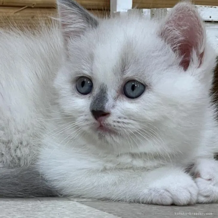 ID:2206-01328の子猫